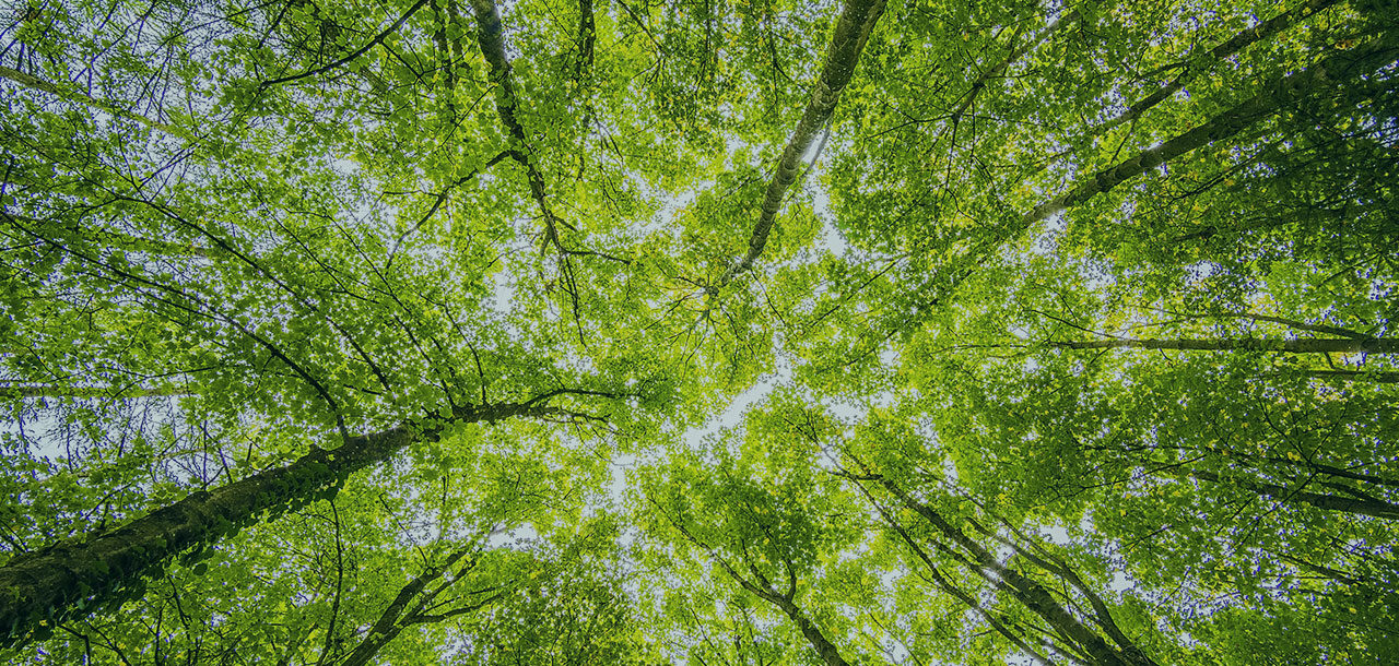 Forestal